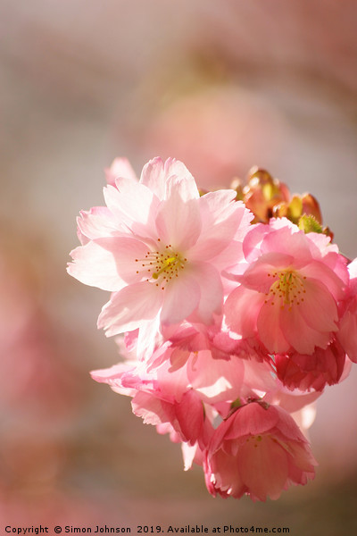 Cherry blossom Picture Board by Simon Johnson