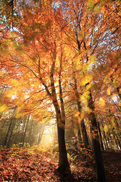 Sunlit Autumn Woods Cotswolds Picture Board by Simon Johnson