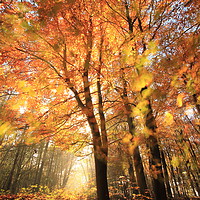 Buy canvas prints of Sunlit Autumn Woods Cotswolds by Simon Johnson