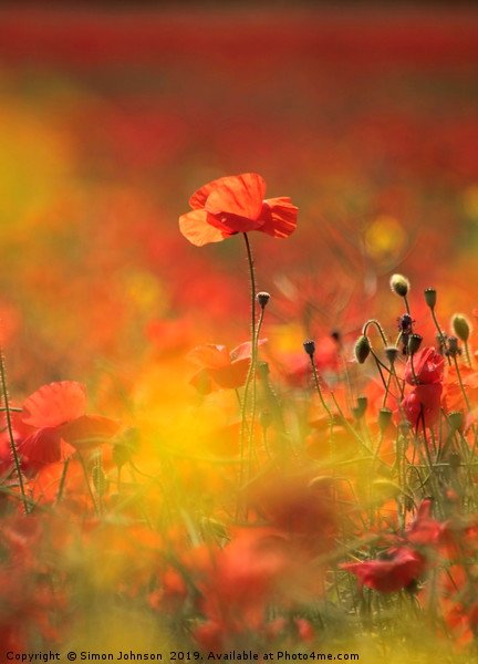 sunlit poppy Picture Board by Simon Johnson