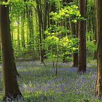 Buy canvas prints of bluebell Woodland by Simon Johnson