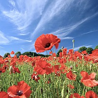 Buy canvas prints of  Proud poppy Cotswolds by Simon Johnson