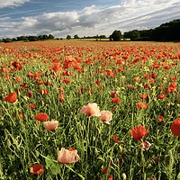 Buy canvas prints of  Cotswold Poppy field by Simon Johnson