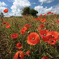 Buy canvas prints of Gloucestershire Poppies by Simon Johnson