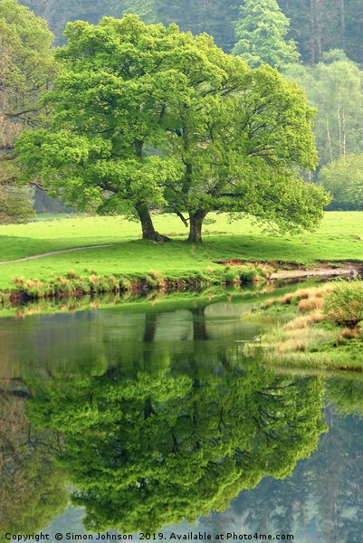 Tree Refections Langdale Picture Board by Simon Johnson