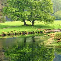 Buy canvas prints of Tree Refections Langdale by Simon Johnson