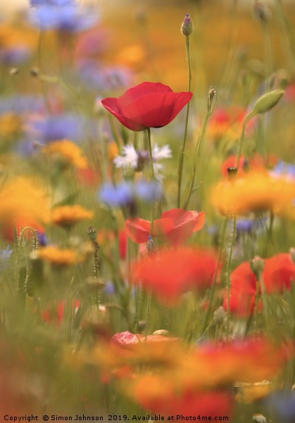 Poppies and wild flowers Picture Board by Simon Johnson
