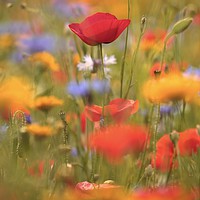 Buy canvas prints of Poppies and wild flowers by Simon Johnson