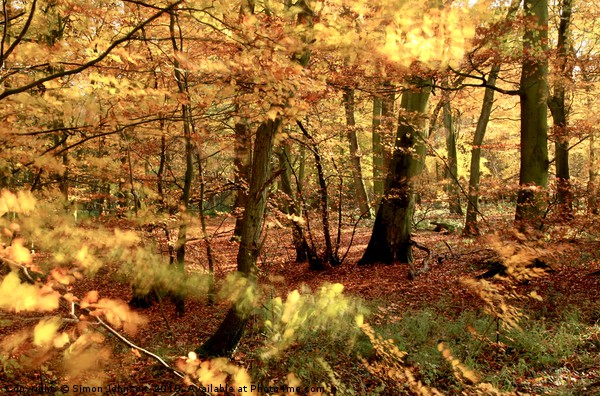 Sunlit autumn Woodland Picture Board by Simon Johnson