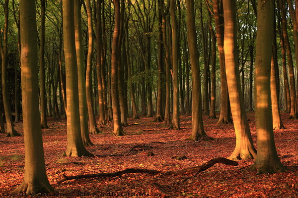 Sunlit Beech Woodland Picture Board by Simon Johnson