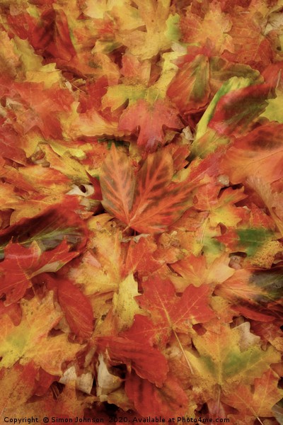 Autumn Collage with artistic blur Picture Board by Simon Johnson
