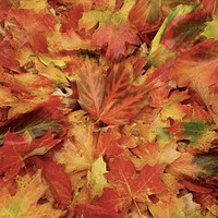 Buy canvas prints of Autumn Collage with artistic blur by Simon Johnson