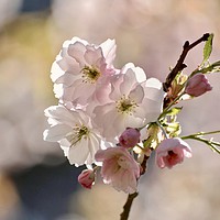 Buy canvas prints of Spring Cherry Blossom by Simon Johnson