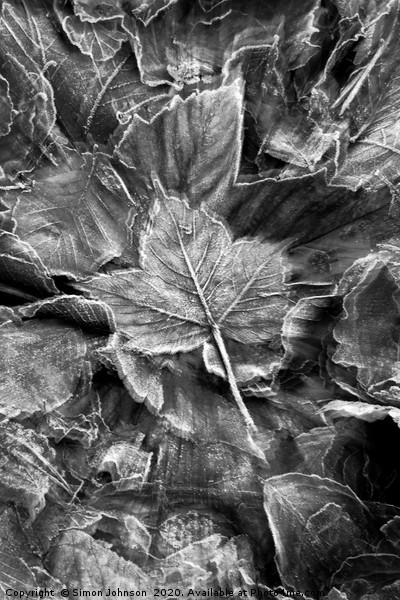 Frosted leaf Collage with artistic blur Picture Board by Simon Johnson