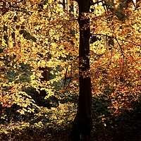 Buy canvas prints of Golden autumn Leaves by Simon Johnson