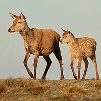 Buy canvas prints of Deer Mother and offspring by Simon Johnson