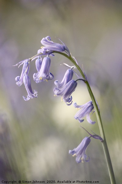 Bluebell Close up Picture Board by Simon Johnson