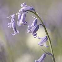 Buy canvas prints of Bluebell Close up by Simon Johnson