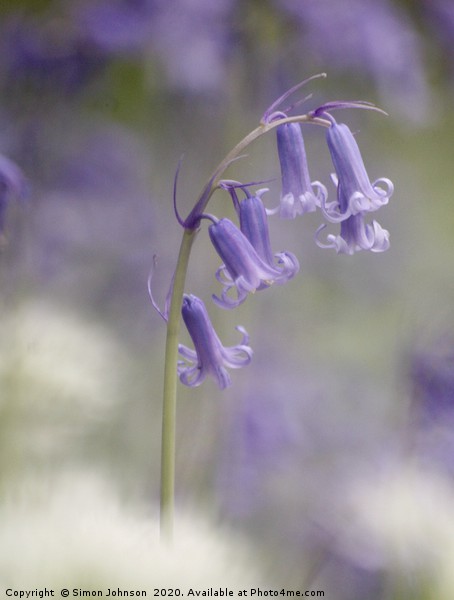 Bluebell Close up Snowshill Woods Picture Board by Simon Johnson
