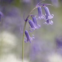 Buy canvas prints of Bluebell Close up Snowshill Woods by Simon Johnson
