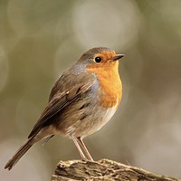 Buy canvas prints of Thoughtful Robin by Simon Johnson