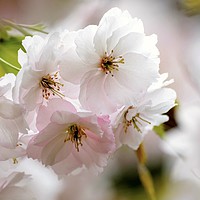Buy canvas prints of Blossom Close up  by Simon Johnson