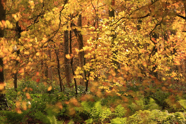  Sunlit Autumn Woodland Picture Board by Simon Johnson