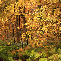 Buy canvas prints of  Sunlit Autumn Woodland by Simon Johnson