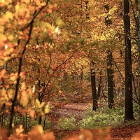 Buy canvas prints of Path through the ASutumn Woods Cotswolds by Simon Johnson