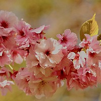 Buy canvas prints of A branch of Blossom Cotswolds by Simon Johnson