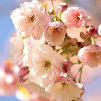 Buy canvas prints of Spring Cherry Blossom Cotswolds by Simon Johnson