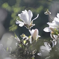Buy canvas prints of Sunlit Magnolia Flower by Simon Johnson