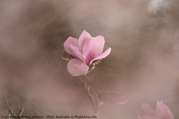 Pink Magnolia Flower Picture Board by Simon Johnson