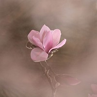 Buy canvas prints of Pink Magnolia Flower by Simon Johnson