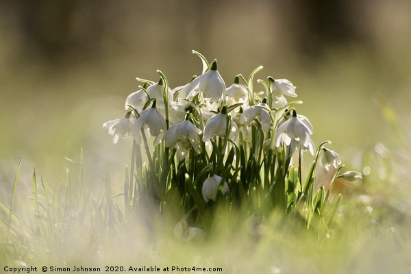 Collection of snowdrops Picture Board by Simon Johnson