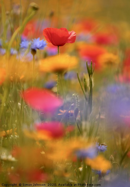 Poppy and meadow flowers Picture Board by Simon Johnson