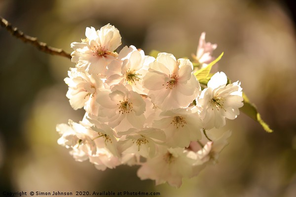 SXunlit spring blossom Picture Board by Simon Johnson