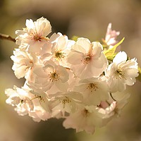Buy canvas prints of SXunlit spring blossom by Simon Johnson