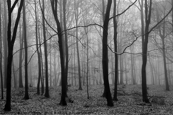 Misty Woodland Picture Board by Simon Johnson