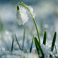 Buy canvas prints of Snowdrop in snow by Simon Johnson
