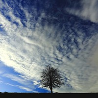 Buy canvas prints of Tree and Clouds by Simon Johnson