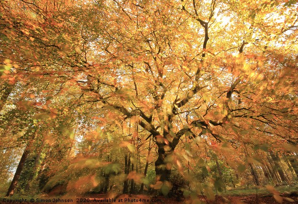 Beech Woodland In autumn gale Picture Board by Simon Johnson
