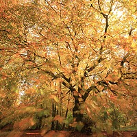 Buy canvas prints of Beech Woodland In autumn gale by Simon Johnson
