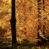 Buy canvas prints of  Sunlit Autumn leaf curtain by Simon Johnson