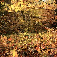 Buy canvas prints of Woodland path by Simon Johnson