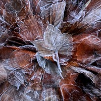 Buy canvas prints of Frosted leaf by Simon Johnson
