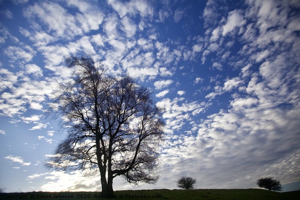 Three trees against a dramatic sky Picture Board by Simon Johnson