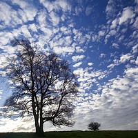 Buy canvas prints of Three trees against a dramatic sky by Simon Johnson