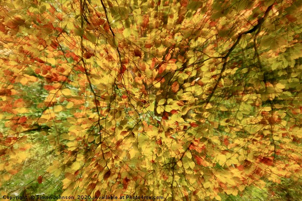 Leaf explosion Picture Board by Simon Johnson