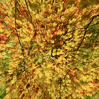 Buy canvas prints of Leaf explosion by Simon Johnson